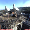07_15-nest.jpg