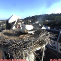 07_20-nest.jpg