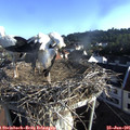 07_30-nest.jpg