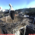 07_35-nest.jpg