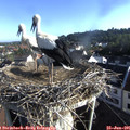 07_40-nest.jpg