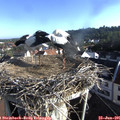 07_45-nest.jpg