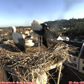 07_50-nest.jpg