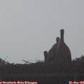 07_55-mast.jpg