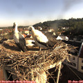 07_55-nest.jpg