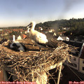 08_00-nest.jpg