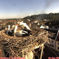 08_05-nest.jpg