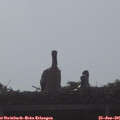 08_10-mast.jpg