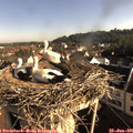 08_10-nest.jpg