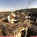 08_20-nest.jpg