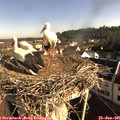 08_30-nest.jpg