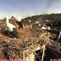 08_40-nest.jpg