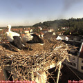 08_45-nest.jpg