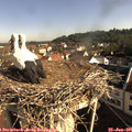 08_50-nest.jpg