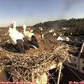 08_55-nest.jpg