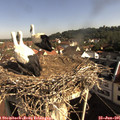 09_00-nest.jpg