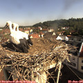 09_05-nest.jpg