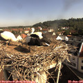 09_15-nest.jpg
