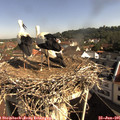 09_20-nest.jpg