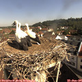 09_25-nest.jpg