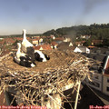 09_30-nest.jpg