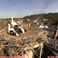 09_35-nest.jpg