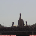 09_45-mast.jpg