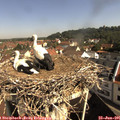 09_45-nest.jpg
