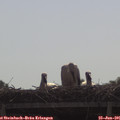 09_50-mast.jpg