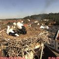 09_50-nest.jpg