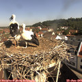 10_00-nest.jpg