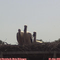 10_05-mast.jpg