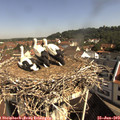 10_05-nest.jpg