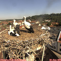 10_15-nest.jpg