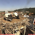 10_20-nest.jpg