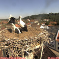 10_30-nest.jpg