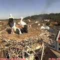 10_35-nest.jpg