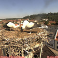 10_40-nest.jpg