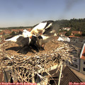 10_50-nest.jpg
