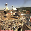 10_55-nest.jpg