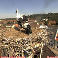 11_00-nest.jpg