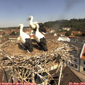 11_05-nest.jpg