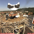 11_10-nest.jpg
