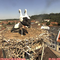 11_20-nest.jpg