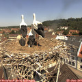 11_25-nest.jpg