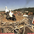 11_30-nest.jpg