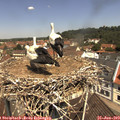 11_35-nest.jpg