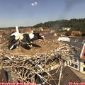 11_45-nest.jpg