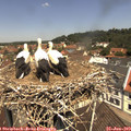11_50-nest.jpg