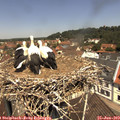 11_55-nest.jpg